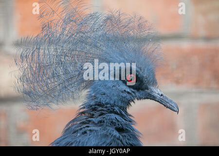 Western gekrönte Taube (Goura Cristata), auch bekannt als die blaue gekrönte Taube. Stockfoto