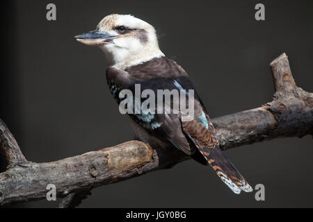 Lachende Kookaburra (Dacelo Novaeguineae). Tier, wildes Leben. Stockfoto