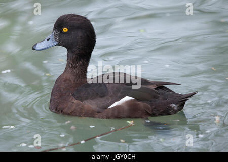 Reiherenten (Aythya Fuligula). Tier, wildes Leben. Stockfoto