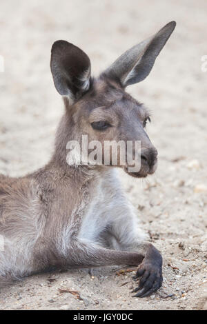 Festland westliche graue Känguru (Macropus Fuliginosus Melanops), auch bekannt als das Känguru schwarz konfrontiert. Stockfoto