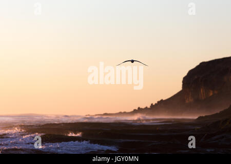 Ein Silhouette Vogel fliegt nach unten einen isolierten australischen Küste während einer wunderschönen goldenen Sonnenuntergang. Stockfoto