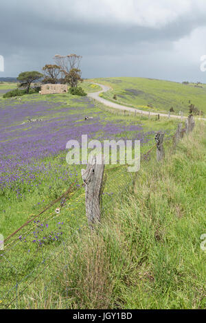 Sanfte Hügel und Felder des Heils Jane, Kühe und alten verfallenen Gehöft in zufällig am Straßenrand Ackerland in der Nähe von Myponga, auf der Fleurieu-Halbinsel, SA Stockfoto