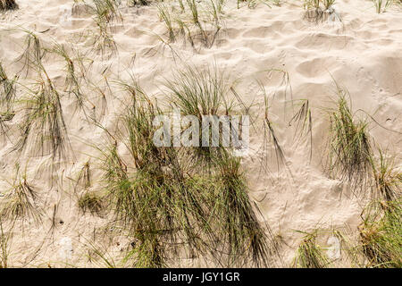 Sandstrand mit Unkraut Rasen wächst hautnah Stockfoto