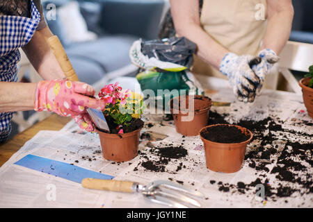 Ältere Erwachsene Frau Blumenerde Pflanzen auf Tisch Stockfoto