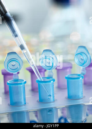 Pipettieren Probe in Fläschchen zum Testen im Labor Stockfoto