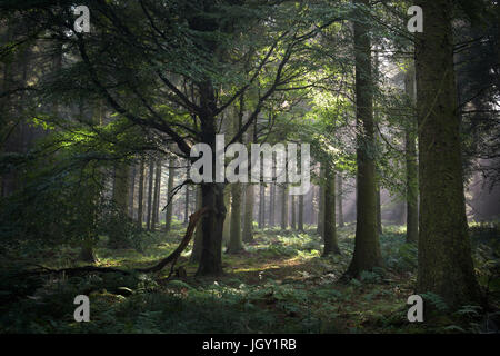 Wald, Beacon Edge, Penrith, Lake District, Großbritannien Stockfoto