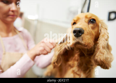 Weibliche Groomer Bürsten Cockerspaniel im Hundesalon Stockfoto