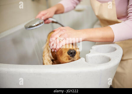 Händen der weiblichen Groomer für Cocker Spaniel Augen in Badewanne im Hundesalon Stockfoto