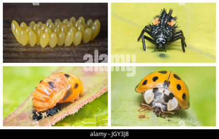 Hohe Auflösung-Collage von den gesamten Lebenszyklus von einem Marienkäfer. Nahaufnahmen von allen 4 Phasen des Lebenszyklus von den bunten asiatischen Ladybeetle. Stockfoto