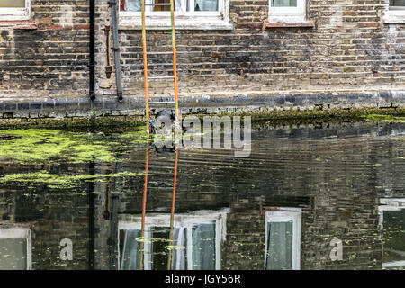 London, Vereinigtes Königreich – 29. Juni 2017: Blässhuhn Fulica Atra sitzen auf Nest mit einem jungen auf Grand Kanal in London Stockfoto