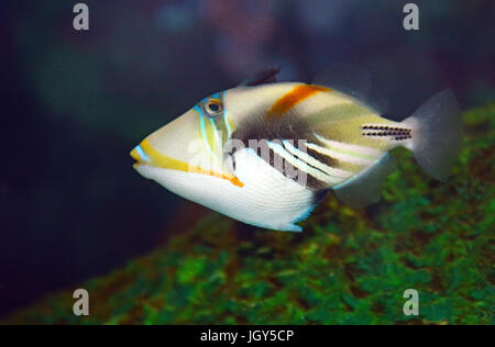 Picasso-Drückerfisch, Rhinecanthus aculeatus Stockfoto