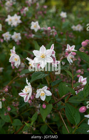 Deutzie longifolia Stockfoto