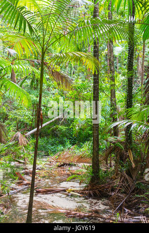 Wanggoolba Creek in der Nähe von Central Station, Baumfarne (Cyatheales), Regenwald, Fraser Island, Great Sandy National Park, Queensland, Australien. Stockfoto