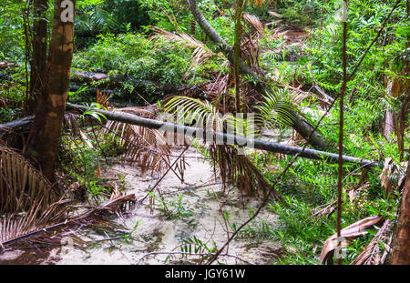 Wanggoolba Creek in der Nähe von Central Station, Baumfarne (Cyatheales), Regenwald, Fraser Island, Great Sandy National Park, Queensland, Australien. Stockfoto