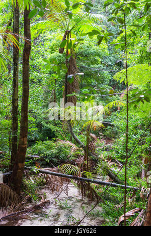 Wanggoolba Creek in der Nähe von Central Station, Baumfarne (Cyatheales), Regenwald, Fraser Island, Great Sandy National Park, Queensland, Australien. Stockfoto