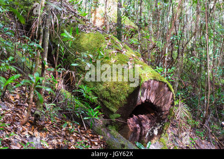 Baumfarne (Cyatheales), gemäßigten Regenwald, UNESCO Weltnaturerbe, Fraser Island, Great Sandy Nationalpark, Queensland, Australien. Stockfoto
