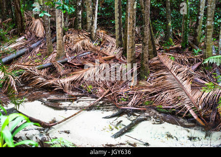 Wanggoolba Creek in der Nähe von Central Station, Baumfarne (Cyatheales), Regenwald, Fraser Island, Great Sandy National Park, Queensland, Australien. Stockfoto