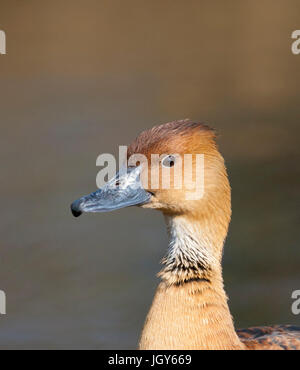 Fulvous Pfeifen Ente Stockfoto