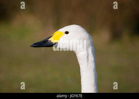 Bewick ´s Schwan Seitenprofil im London Wetland Centre Stockfoto