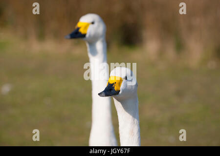 Paar Zwergschwäne im London Wetland Centre Stockfoto