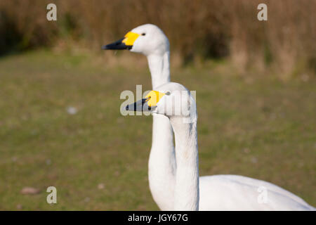 Paar Zwergschwäne im London Wetland Centre Stockfoto