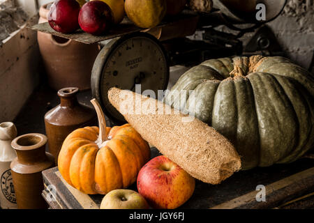 Stillleben mit sorgfältig verschiedene Arten von Kürbissen und Früchte in einem Gartenhaus für Display angeordnet. Stockfoto