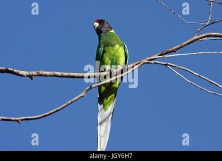 Eine australische Ringneck Parrot (Barnardius zonarius semitorquatus) auf einem kleinen Zweig in Marbles Woodloands in Westaustralien thront. Stockfoto