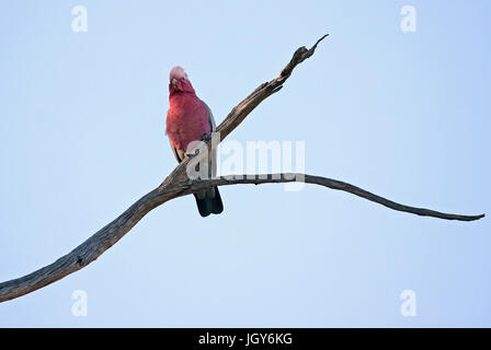 Eine Rose-breasted Cockatoo oder Rosakakadu (Eolophus Roseicapilla) thront auf einem Baum in einem Park in Perth in Westaustralien Stockfoto