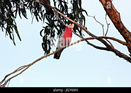 Eine Rose-breasted Cockatoo oder Rosakakadu (Eolophus Roseicapilla) thront auf einem Baum in einem Park in Perth in Westaustralien Stockfoto