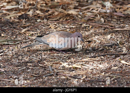 Ein Lachen Taube (Spilopelia S. Senegalensis) auf der Suche nach Samen auf dem Boden in Perth in Westaustralien Stockfoto