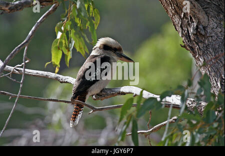 Ein laughing Kookaburra (dacelo novaeguineae) in einem bewaldeten Gebiet in der Nähe von Perth in Western Australia Stockfoto