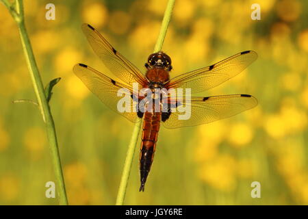 Vier - spotted Chaser Stockfoto