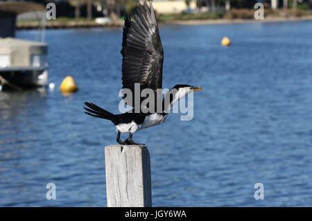 Ein wenig Pied Kormoran (Microcarbo Melanoleucos) ausziehen aus einem hölzernen Pfosten in Swan River in der Nähe von Perth in Western Australia Stockfoto