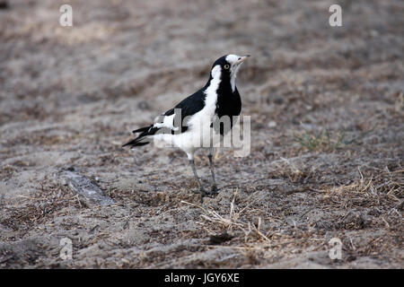 Eine weibliche magpie - lerche (grallina cyanoleuca) auf einer Fläche von trockenem Boden in Perth in Westaustralien gehockt Stockfoto