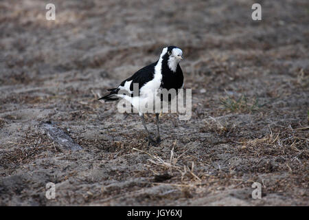 Eine weibliche magpie - lerche (grallina cyanoleuca) auf einer Fläche von trockenem Boden in Perth in Westaustralien gehockt Stockfoto