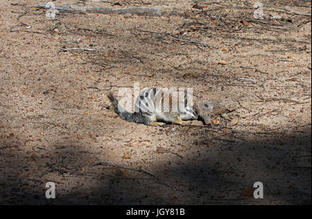 Einen numbat oder Gebändert Ameisenbär (myrmecobius fasciatus) für Ameisen in Marbles Woodlands in Western Australia suchen Stockfoto