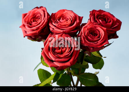 Rote Rosen, ein Blumenstrauß auf einem hellblauen Hintergrund Stockfoto