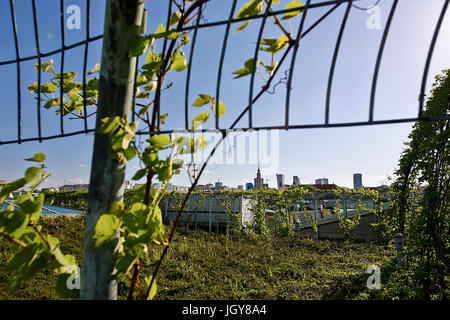 Palast der Kultur und Wissenschaft (PKiN) aus dem Garten auf dem Dach der Universitätsbibliothek Warschau, Warschau, die Hauptstadt von Polen gesehen. Stockfoto