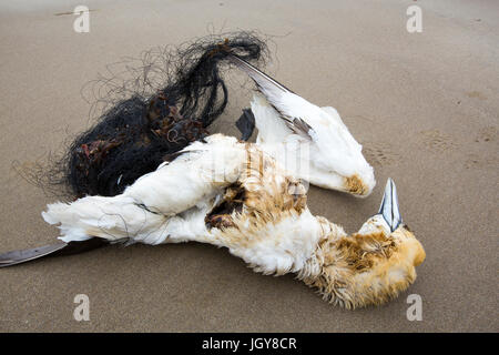 Basstölpel Morus Bassanus getötet, nachdem im verfangen Fanggeräte auf Newgale Sands, Pembrokeshire, Wales, UK verworfen. Stockfoto