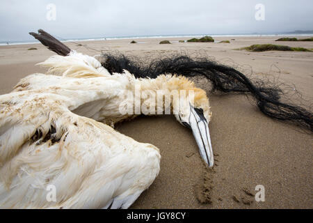 Basstölpel Morus Bassanus getötet, nachdem im verfangen Fanggeräte auf Newgale Sands, Pembrokeshire, Wales, UK verworfen. Stockfoto