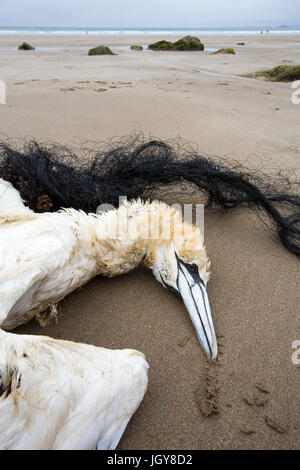 Basstölpel Morus Bassanus getötet, nachdem im verfangen Fanggeräte auf Newgale Sands, Pembrokeshire, Wales, UK verworfen. Stockfoto