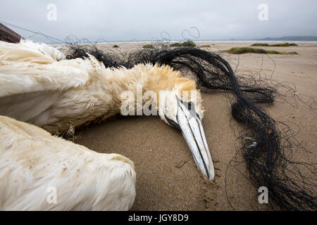 Basstölpel Morus Bassanus getötet, nachdem im verfangen Fanggeräte auf Newgale Sands, Pembrokeshire, Wales, UK verworfen. Stockfoto