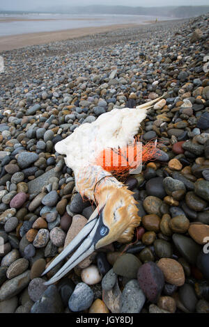 Basstölpel Morus Bassanus getötet, nachdem im verfangen Fanggeräte auf Newgale Sands, Pembrokeshire, Wales, UK verworfen. Stockfoto