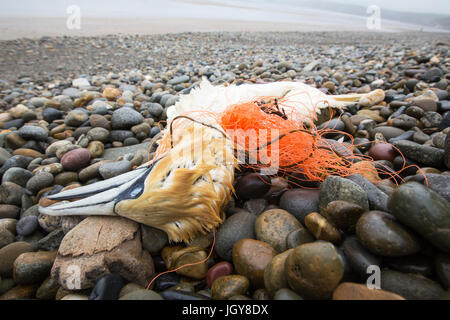 Basstölpel Morus Bassanus getötet, nachdem im verfangen Fanggeräte auf Newgale Sands, Pembrokeshire, Wales, UK verworfen. Stockfoto