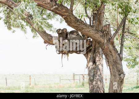 Alten Sattel in einem Baum auf einer historischen Ranch in ländlichen Colorado Stockfoto