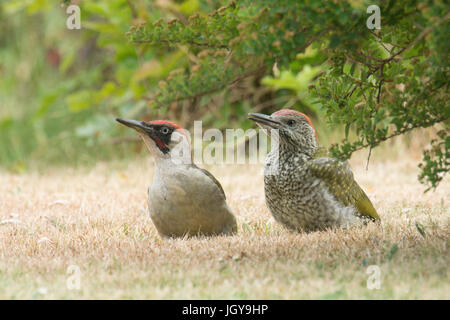 Grünspecht Picus Viridis. Jugendlicher mit seinen Eltern die es Insekten gefunden vor Garten eingezogen wird. Sussex, Juni Stockfoto