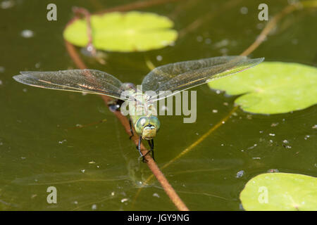 Kaiser Libelle, Anax Imperator. Legeverhalten weiblich. Juli. Sussex, UK.  Im Garten Tierwelt Teich. Stockfoto