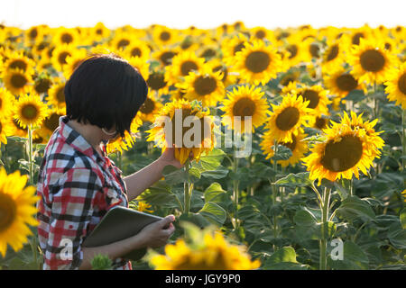 Bäuerin, ein Agronom von Beruf, ist im Feld mit Sonnenblumen. Die Sonnenblume untersucht Stockfoto