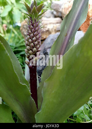 Eucomis punctata im Garten Stockfoto