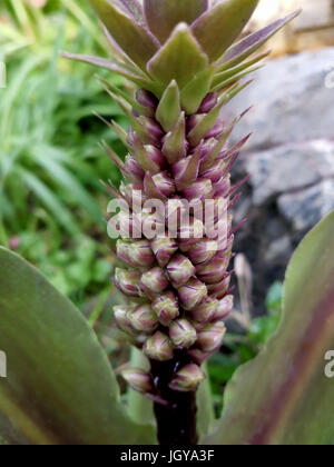 Eucomis punctata im Garten Stockfoto